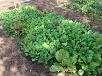 Greens.jpg