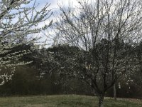 IMG_3403.jpg