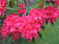 rhodies.jpg