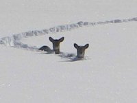 deer-in-snow.jpg