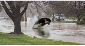 shamu-flood-meme-610x331.jpg