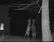 Deer High Five.jpg