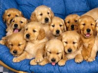 Basket of Gold.jpg