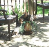 DSC00979.jpg