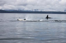 Whale_Watching_Tour_Juneau.jpg