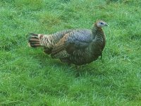 bearded Hen.jpg