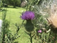 IMG_4345.jpg