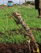 arizona stick lizard.jpg