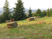 IMG_2100.jpg