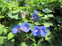 IMG_1958.JPG