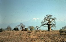 Baobab Kilimanjaro.jpg