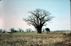 Baobab bee tree.jpg