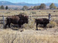 Wild Buffalo-15.jpg