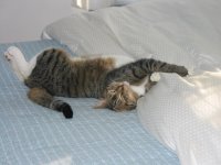 2007-01-23  Webster wallowing in luxury.jpg
