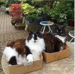 Boxed Magnficats copy.jpg