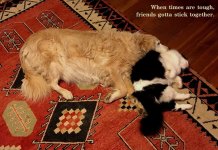 Friends sticking together copy.JPG