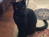 Blackie.jpg