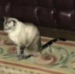 Cleo.jpg