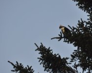 _DSC0069.JPG