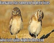 Dog Owls.jpg