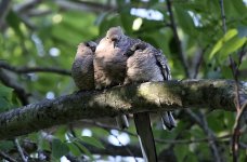 DoveFamilyInca2.jpg