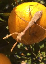 walking stick bug on satsuma (2).JPG