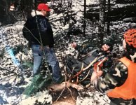elk vic.JPG