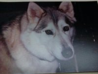 Sasha face.jpg
