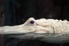 Albino_Gator.jpg