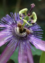 PassionFlowerBees2.jpg