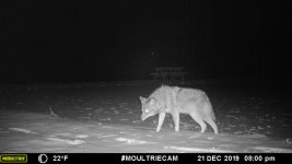 Yote.jpg