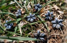 spring_flowers.jpg