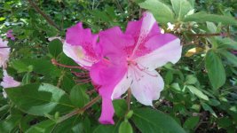 2_tone_azalea.jpg