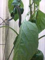 Guarding bell peppers.jpg
