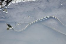 WaterSnake1.jpg