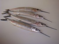 peixe agulha.jpg
