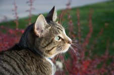 Samson the Cat.jpg