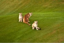 Mtn Lion.jpg