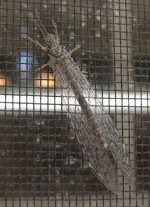 MysteryBug01.jpg