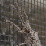 MysteryBug02.jpg
