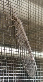 MysteryBug03.jpg