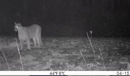 Cougar Still.jpg