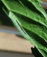 MintCaterpillar01.jpg