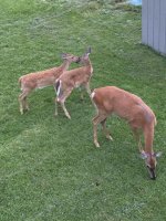 IMG_2903.jpg