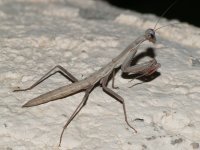 Mantid01.jpg
