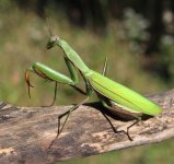 Praying Mantis.jpg