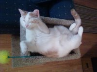 Bronco Getting Comfy.jpg