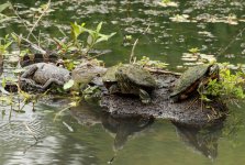 GatorTurtlesShare1.jpg