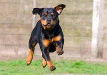 rottweiler-1.jpg