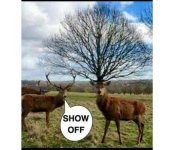 Deer showoff.jpg